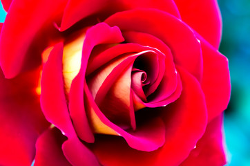 Naklejka premium Summer Red Rose