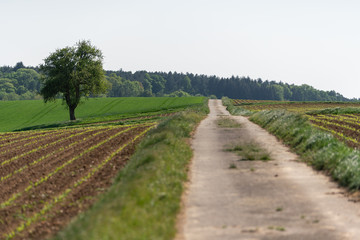 Fototapeta na wymiar Asphaltierter Feldweg entlang Äckern mit frisch gekeimtem Mais