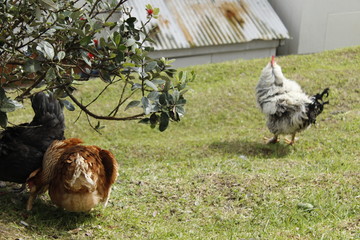 gallinas