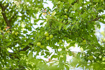 young plums on the tree