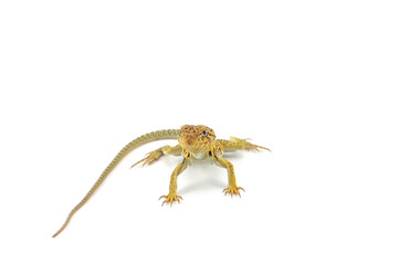 The common collared lizard isolated on white background
