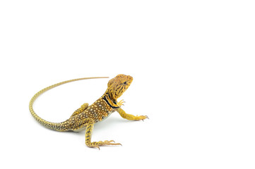 The common collared lizard isolated on white background