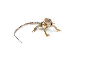 The common collared lizard isolated on white background