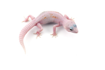Leopard Gecko isolated on white background