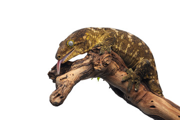 New Caledonian giant gecko isolated on white background