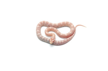 Corn snake isolated on white background