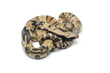 False water cobra isolated on white background