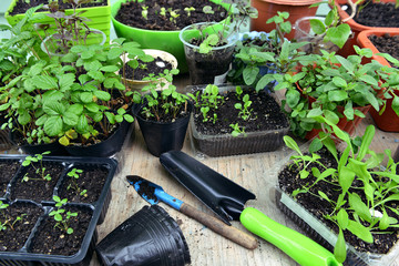 Seedlings in pots and gardening tools. Vintage home garden and planting objects, botanical still life with plants in spring