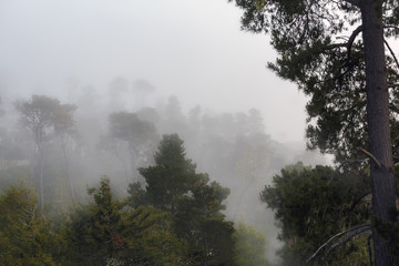 Morning Fog 5