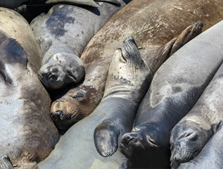 Elephant Seal Nap Time