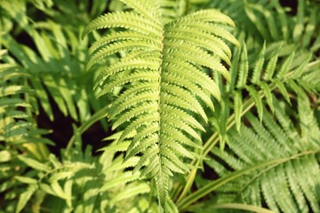 Fern leaf tree