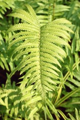 fern tree