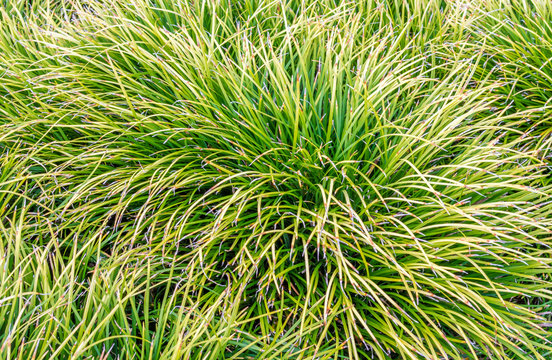 background texture close up full frame of green and gold Japanese Hakone grass