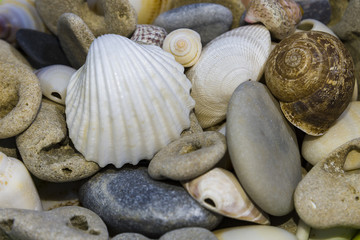 sea shells background