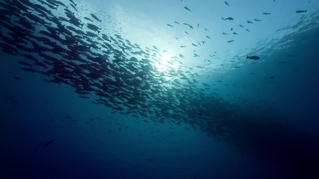 Huge school of fish (Red Snapper) swim underwater