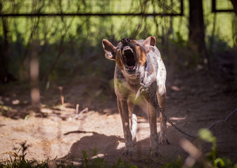 Evil dog on the chain guards his house