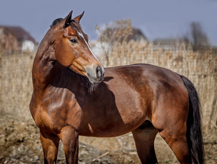 A nestling stallion posing for a portrait on a sunny day