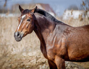 Obraz premium A nestling stallion posing for a portrait on a sunny day