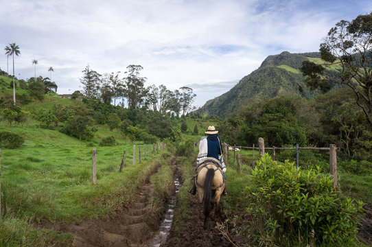 Promenade &agrave; cheval dans la vall&eacute;e de Cocora, Colombie