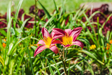 Two red and yellow flowers of daylily (Hemerocallis)
