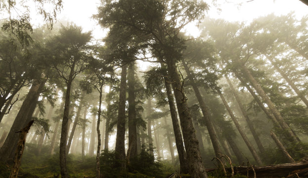 Foggy Rainforest 