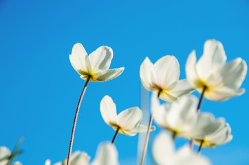 Fototapeta na wymiar silken white flowers against a blue sky