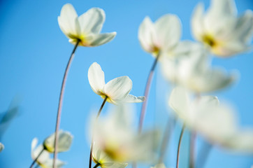 silken white flowers against a blue sky