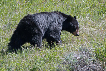 Female Black Bear [Ursus americanus] near Roosevelt Lodge in Yellowstone National Park in Wyoming United States