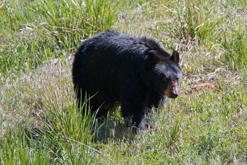 Female Sow American Black Bear [Ursus americanus] near Roosevelt Lodge in Yellowstone National Park in Wyoming United States