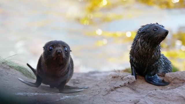 Two New Zealand Fur Seal Pups on rocky beach beside ocean