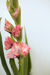 Pink Gladiolus flowers bunch isolated on white background, Freshly Blooming Gladiola