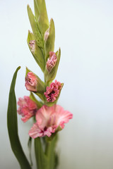 Pink Gladiolus flowers bunch isolated on white background, Freshly Blooming Gladiola
