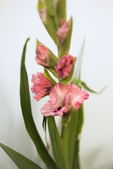 Pink Gladiolus flowers bunch isolated on white background, Freshly Blooming Gladiola