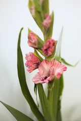 Pink Gladiolus flowers bunch isolated on white background, Freshly Blooming Gladiola