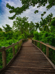 Boardwalk to Lake Apopka 2