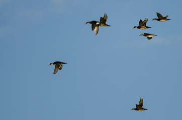 Flock of Wood Ducks Flying in a Blue Sky