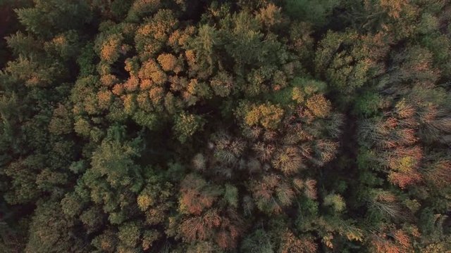 Overhead aerial, colorful forest in Washington