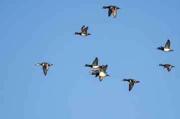 Flock of Ring-Necked Ducks Flying in a Blue Sky