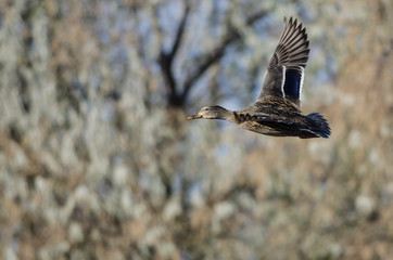 Mallard Duck Flying Past the Autumn Trees