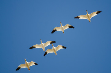 Flock of Snow Geese Flying in a Blue Sky