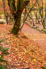 Naklejka premium 滋賀県長浜市木之本町 鶏足寺の紅葉