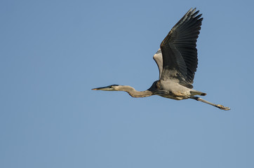 Great Blue Heron Flying in a Blue Sky