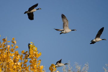 Flock of Canada Geese Flying Past a Golden Autumn Tree