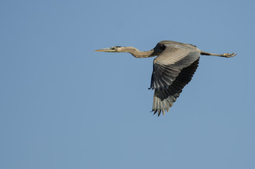 Great Blue Heron Flying in a Blue Sky