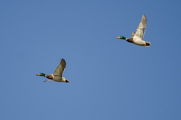 Two Mallard Ducks Flying in a Blue Sky