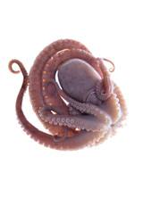 Octopus on a white background