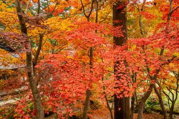 滋賀県長浜市木之本町 鶏足寺の紅葉