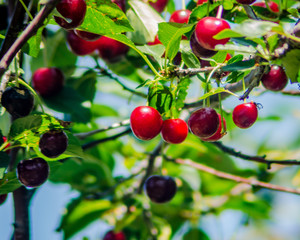 Obraz premium Kate Wilcox Springvale cherries5