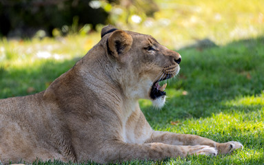 Lioness portrait