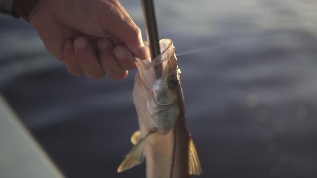 Close up, caught fish in Everglades